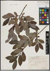 Foto von Salix appendiculata Vill.